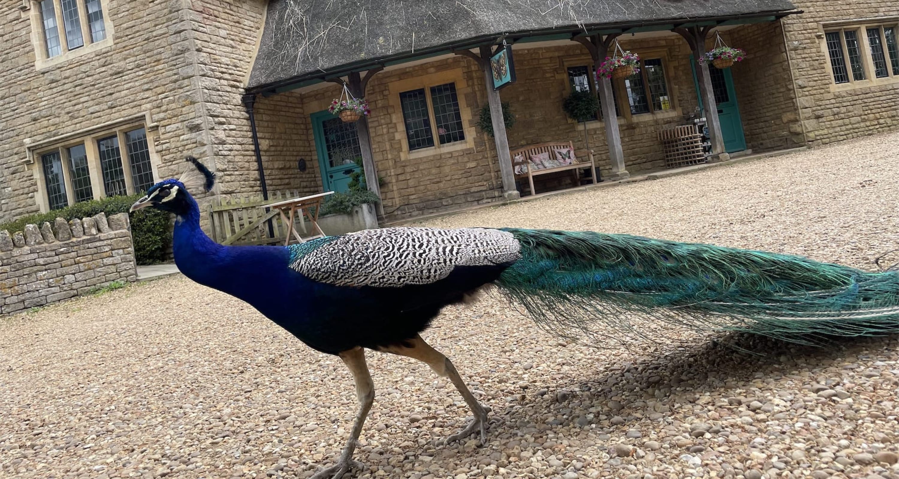 hero-peacock.jpg