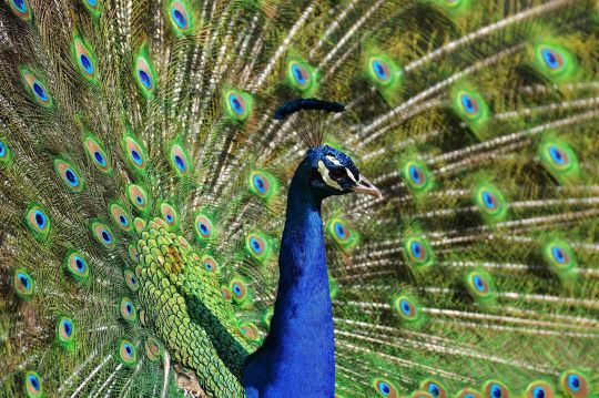 Peacock fan