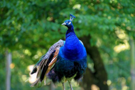 Peacock